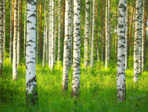Birch Whisks from Sauneco